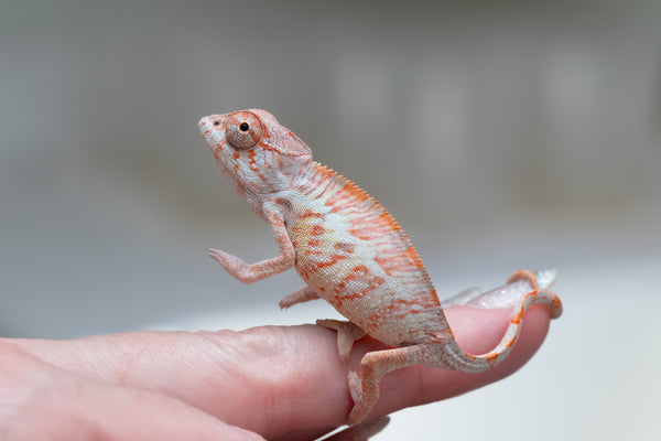 Holdbacks/Individuals: Ambilobe offspring from 