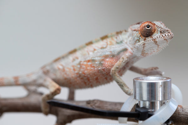 CHAMELEON LIFE 東京 amazarashi ① hqdefault.jpg