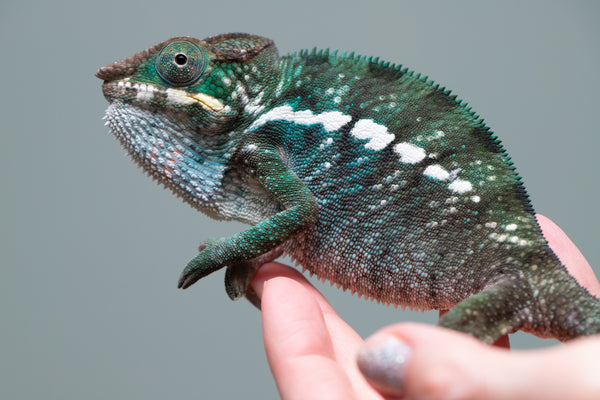 Holdbacks/Individuals: Nosy Be group from 