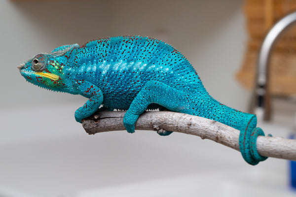 洋楽 The Chameleons 9th 12EP Watch a chameleon's gross tongue in slow motion — VIDEO