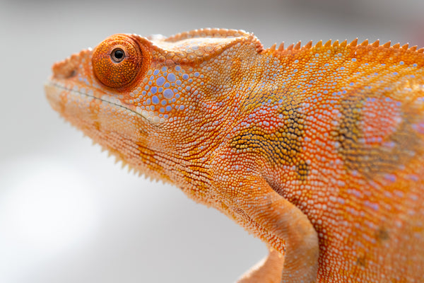 Holdbacks/Individuals: Ambilobe offspring from 