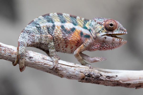 Holdbacks/Individuals: Ambilobe offspring from 