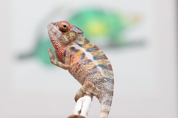 Chameleon tall loop mk Ⅱ Chameleon tall loop mk Ⅱ（An artificial remote tactile