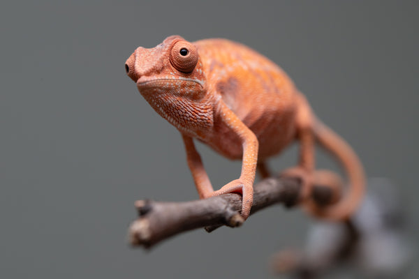 ニッタンプロフ確認　Chameleons of Africa ニッタンプロフ確認 Chameleons of Africa ニッタンプロフ確認