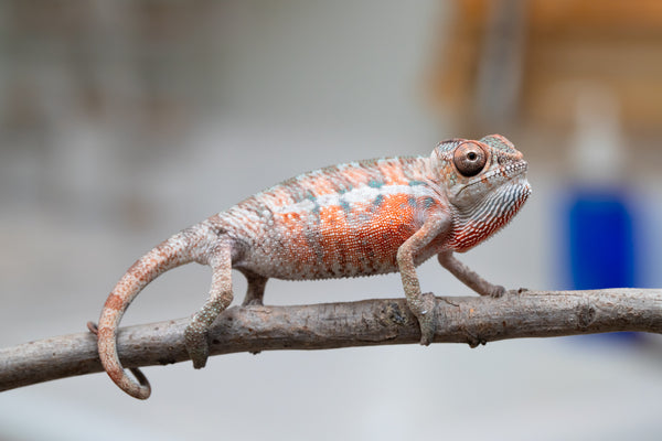ニッタンプロフ確認　Chameleons of Africa ニッタンプロフ確認 Chameleons of Africa Chameleon Returns