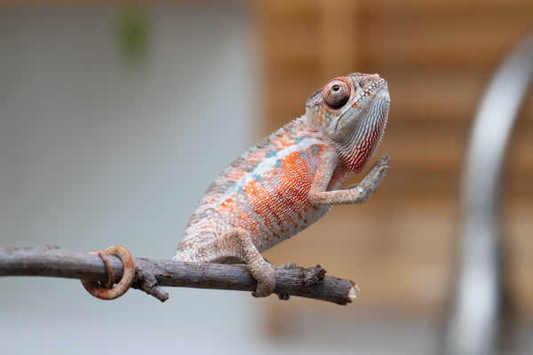 Holdbacks/Individuals: Ambilobe offspring from 