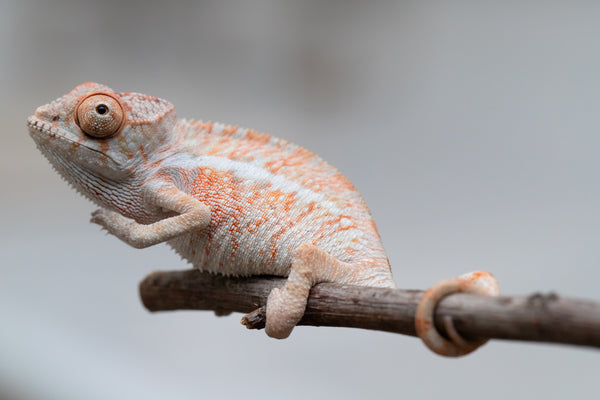 洋楽 The Chameleons 9th 12EP Chameleon - Zoozoo Animal World - Hameray Publishing