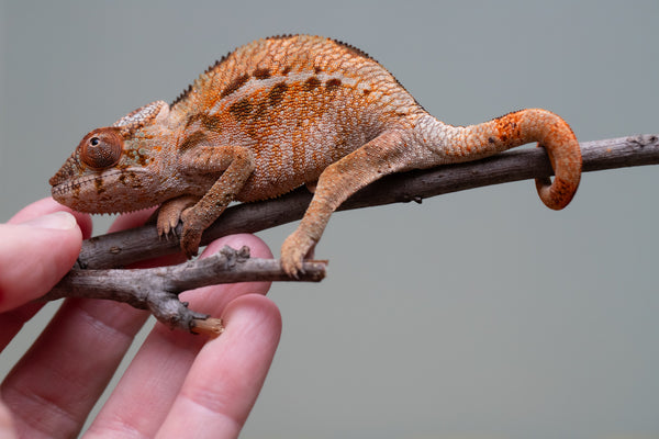 Holdbacks/Individuals: Ambilobe offspring from 