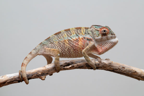 Holdbacks/Individuals: Ambilobe offspring from 