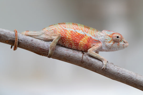CHAMELEON LIFE 東京 amazarashi ① Amazon.co.jp: Chameleon Life Tokyo Amazarashi : Toys & Games
