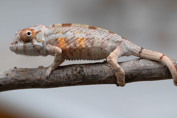 Holdbacks/Individuals: Ambilobe offspring from 