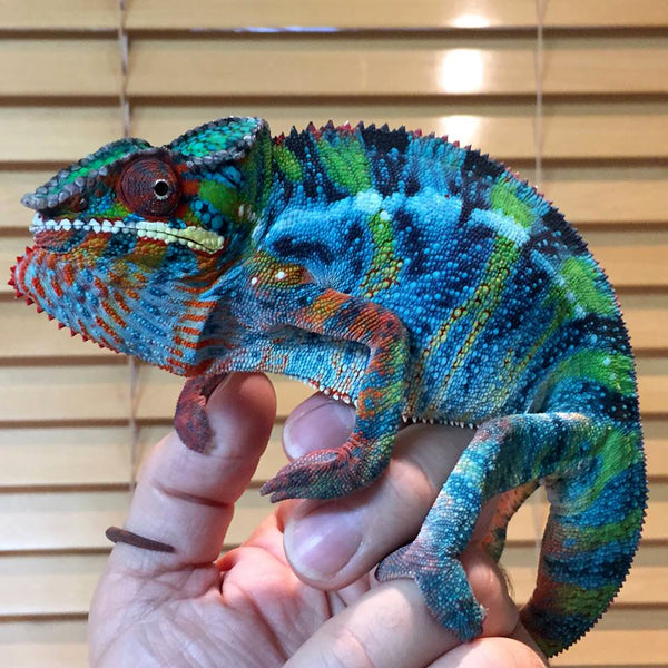 Ampiosongo-fantatra (AKA Also Known As) - Ambilobe Breeder here at Kammerflage Kreations