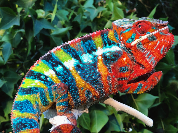 Koa-mbola! (AKA And Still!)