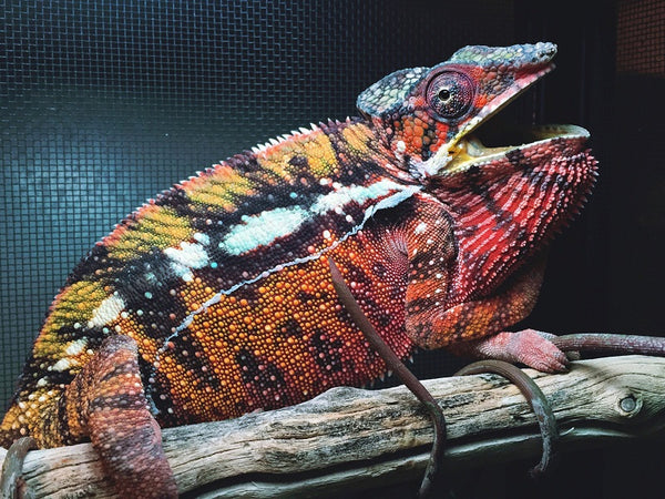 Andor - Sambava breeder here at Kammerflage Kreations