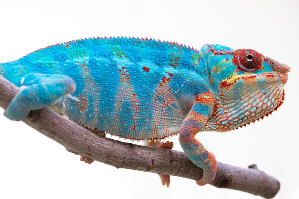 Angana-landy (AKA Blue Silk)