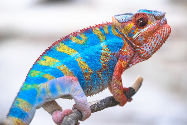 Avelo-kintana (AKA Ghost Star)