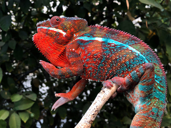 Bakaina (AKA Divergent)