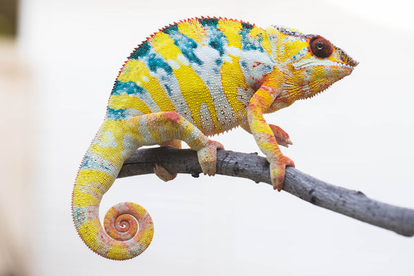 Bisike-fitaovana (AKA Secret Weapon)