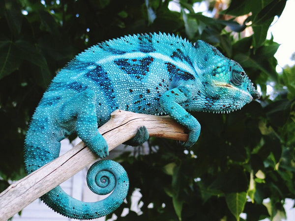 Charizard - Ambanja Breeder here at Kammerflage Kreations