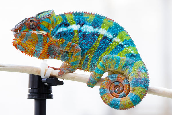 Mahaliana (AKA Curious)