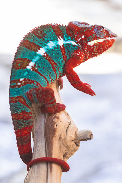 Darony-anjiana (AKA Fresh Prince)