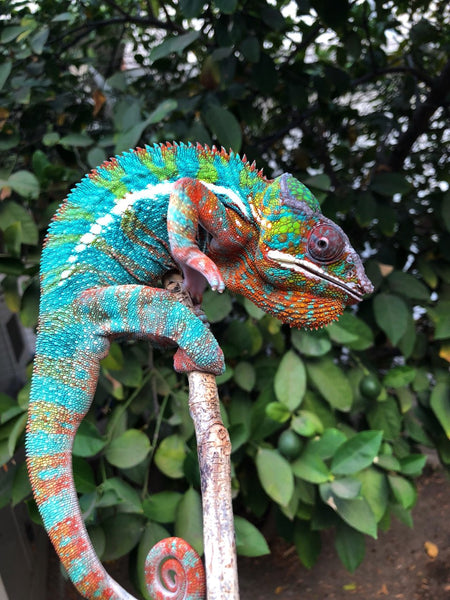 Dia-zavatra (AKA Wild Thing)