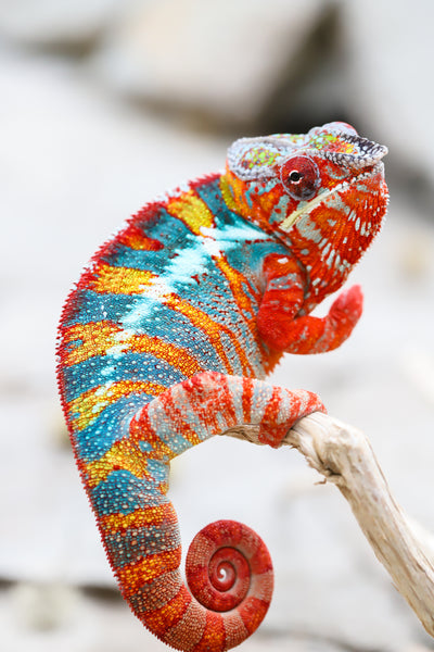 Dinika-lasosy (AKA Secret Sauce)