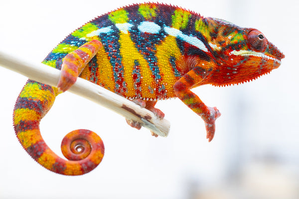 Doro-amboahaolo (AKA Firefox)