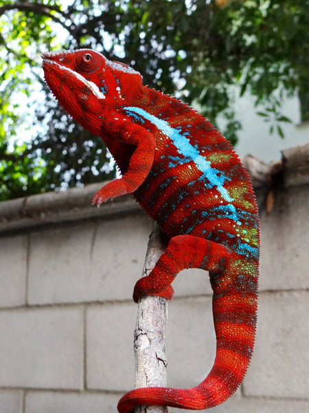 Dragona-manapoaka (AKA Dragonfire)