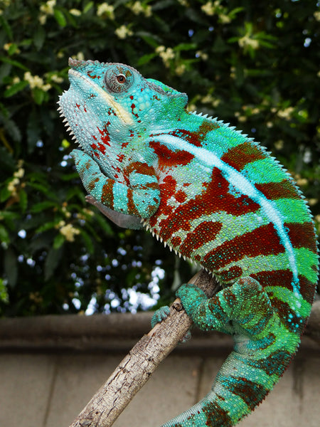 Elvis Costello - Ambanja Breeder here at Kammerflage Kreations