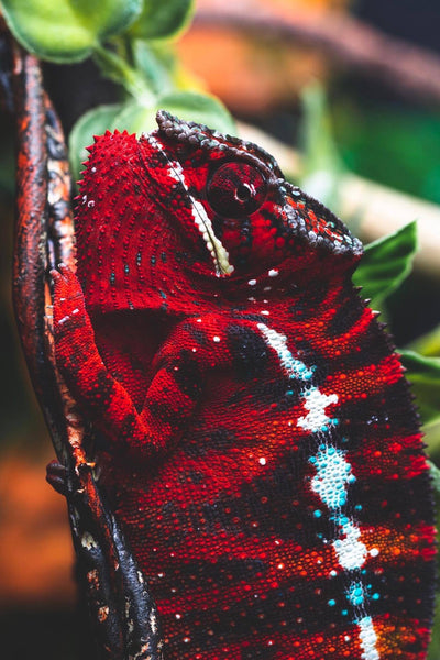 Sandoka-tantara (AKA Fake News)