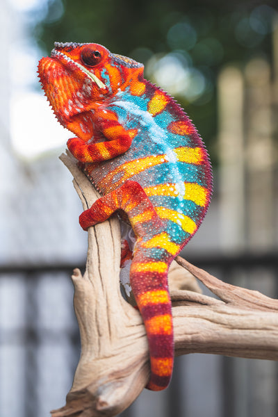 Fampoehana-ambony (AKA Buckle Up)