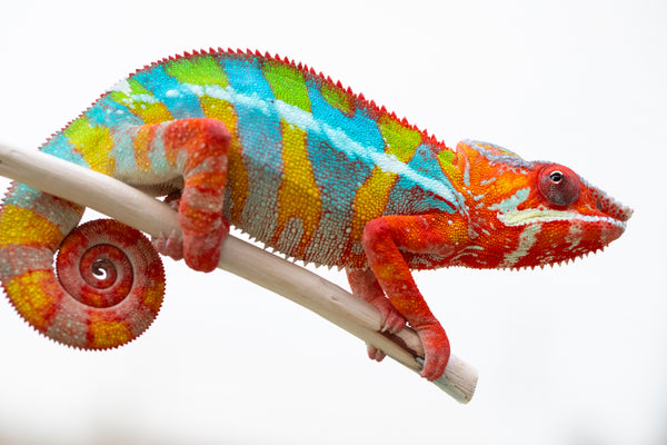 Fanaperana (AKA Pristine)