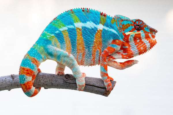 Fantara-makara (AKA Star Gazer)