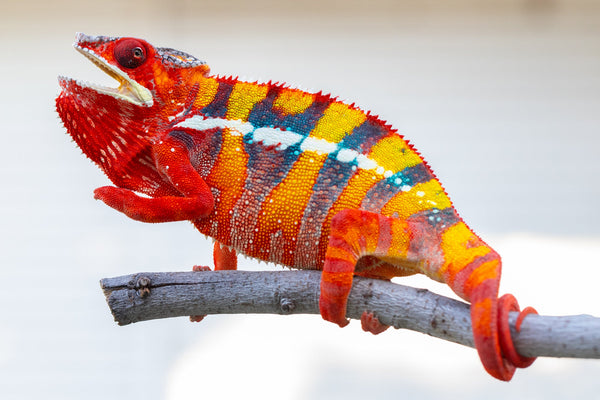 Fiadanana (AKA Tranquility)