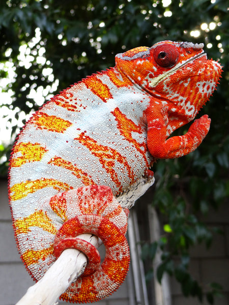 Giga-vony (AKA Old Yeller) - Ambilobe breeder here at Kammerflage Kreations