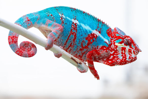 Manamanga-anina (Blue Breeze)