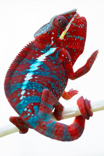 Jaky-rivotra (AKA Red Wind)