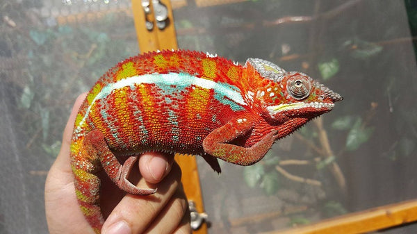 Haolo-soavaly (AKA Wild Horse)