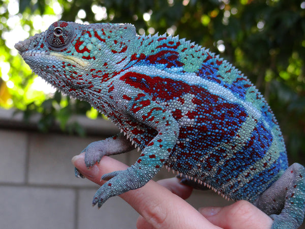 Humphrey Bogart - Ambanja Breeder here at Kammerflage Kreations