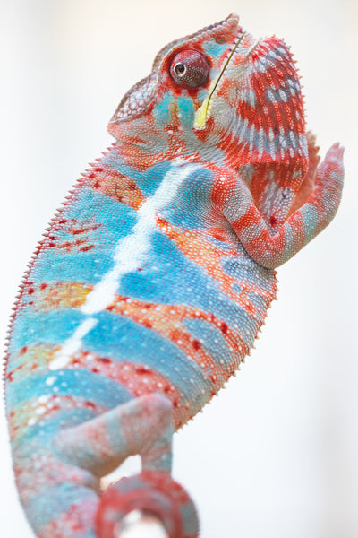 Ombiasy-vahiny (AKA Dr Strange)