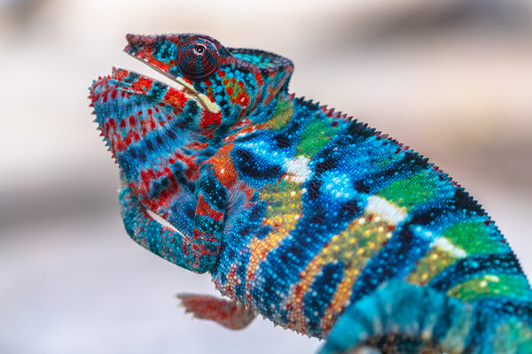 Mirisike-ampo (AKA Braveheart)