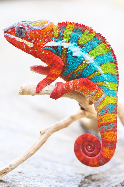 Gaona (AKA Woodsmen)