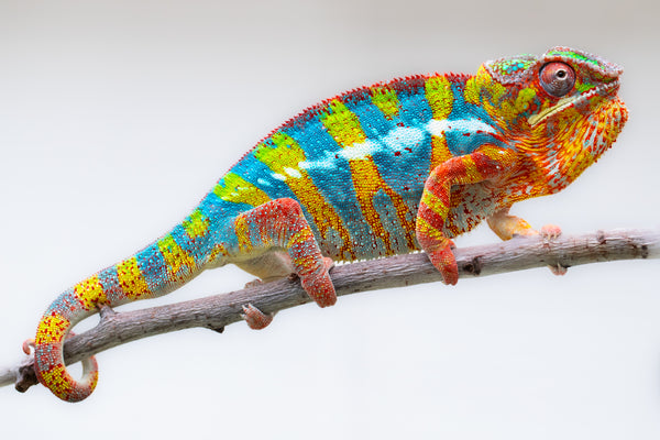 Malefaka (AKA Easy Going)