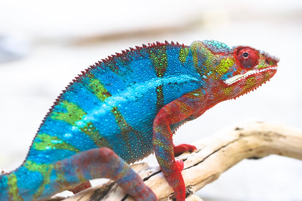 Ihany-drako (AKA My Friend)