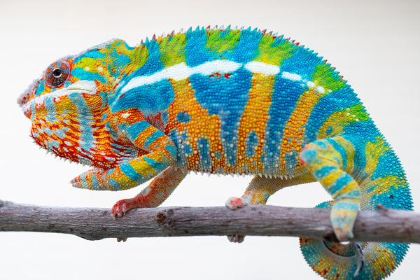 Ilahy-fady (AKA Rascal)