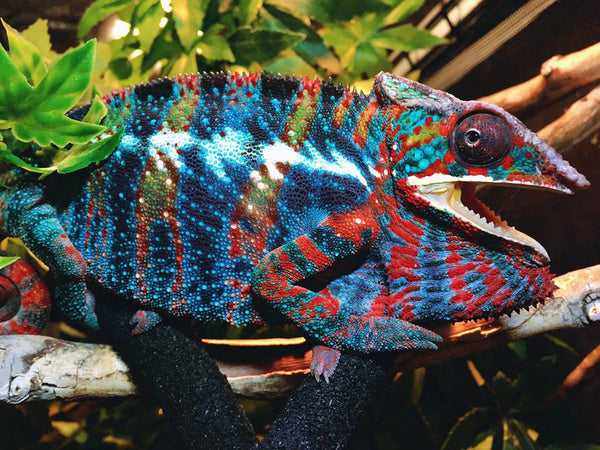 Karamba-ady - Ambilobe breeder here at Kammerflage Kreations