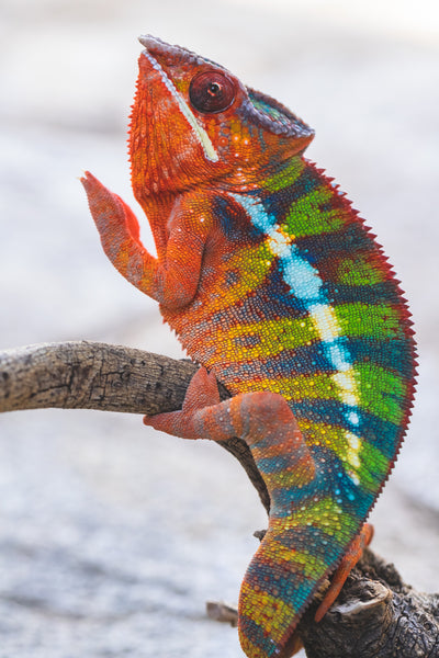 Kirihitra-hay (AKA Brush Fire)