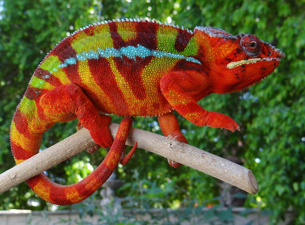 Ko-fitaratra (AKA My Mirror) - Ambilobe Breeder here at Kammerflage Kreations