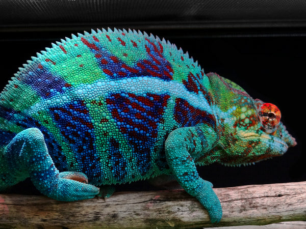 Komet - Ambanja breeder here at Kammerflage Kreations